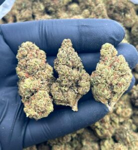 sky walker lows premium cannabis
