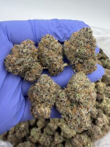 jumbo lemonz exotic indoor flower