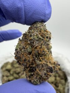 Jumbo Lemonz Exotic Indoor Flower