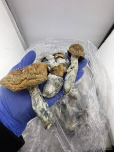 penis envy mushrooms