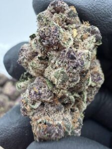 tropical vibes indoor flower