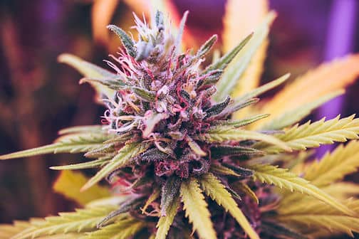 WEED STRAIN