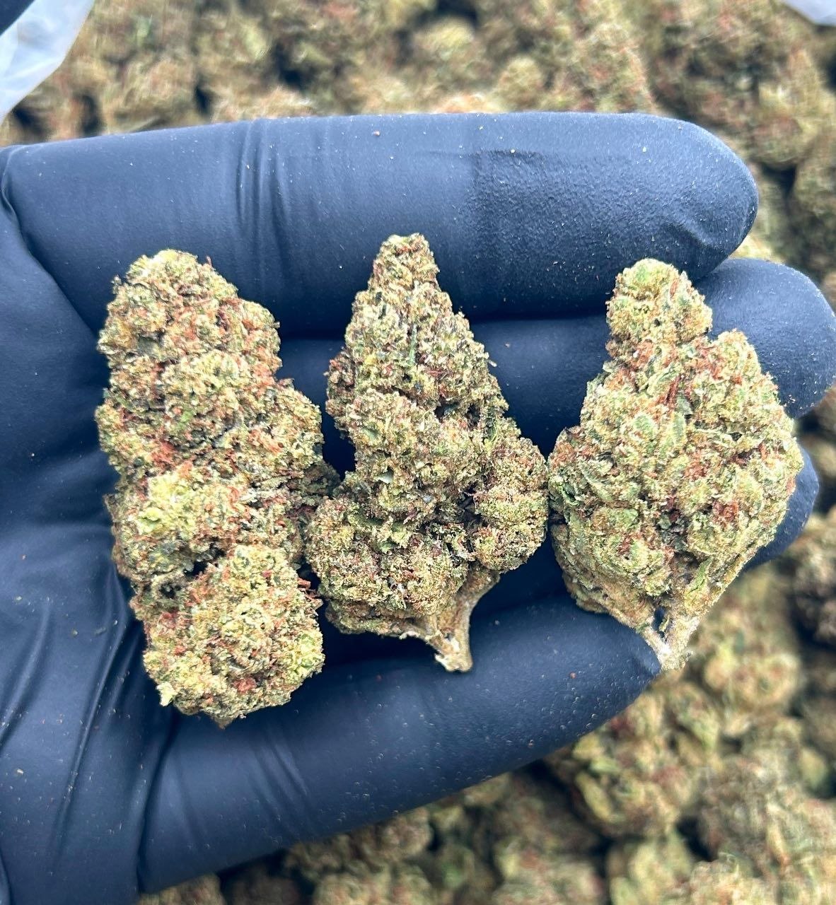 photo_2026-05-16_02-03-58 sky walker lows premium cannabis