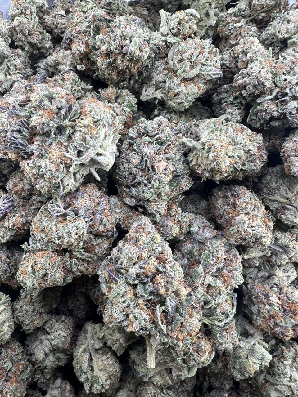 photo_2026-05-17_11-00-30 grape stompers premium cannabis