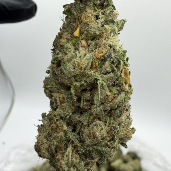 jet fuel runts exotic indoor flower