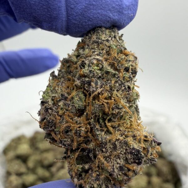 Jumbo Lemonz Exotic Indoor Flower