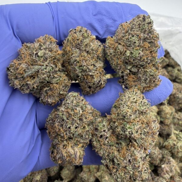 Jumbo Lemonz Exotic Indoor Flower