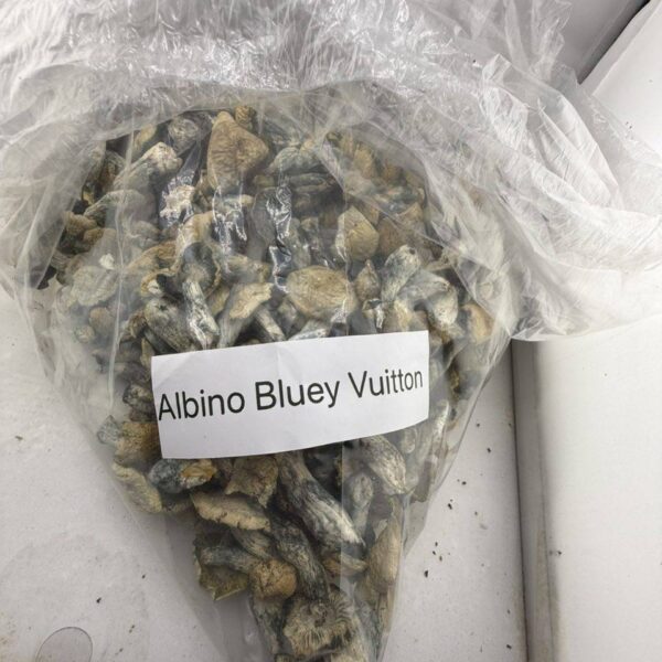albino bluey vuitton mushrooms