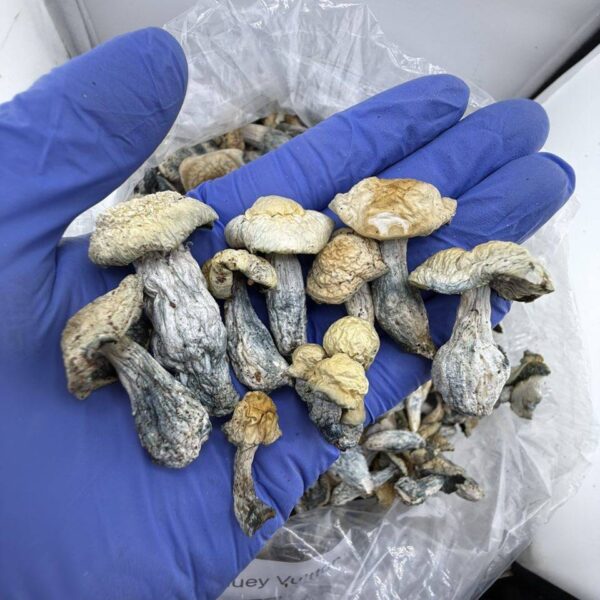 MUSHROOMS