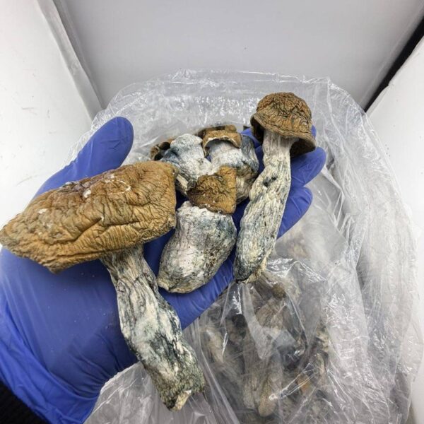penis envy mushrooms