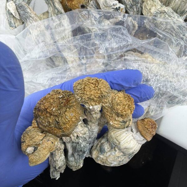 Hillbilly Mushrooms