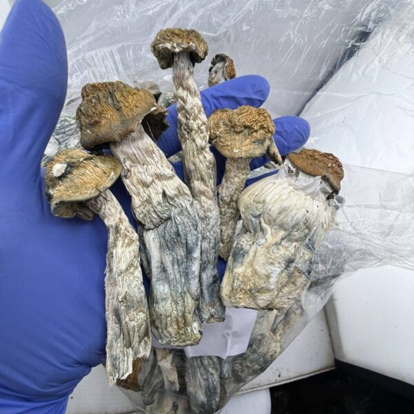 Hillbilly Mushrooms