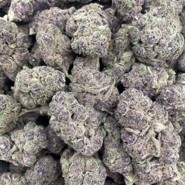 tropical vibes indoor flower