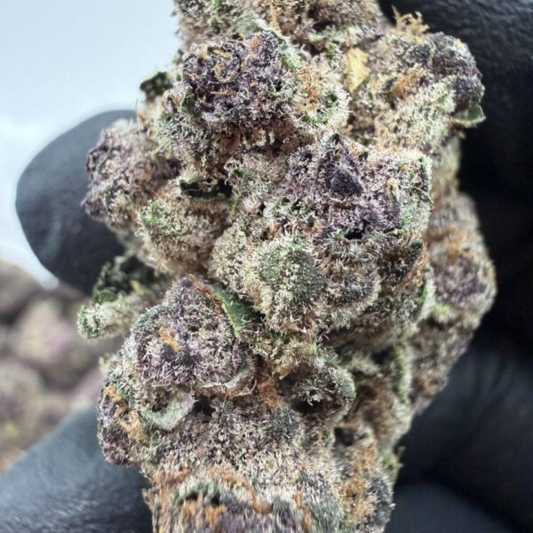 tropical vibes indoor flower